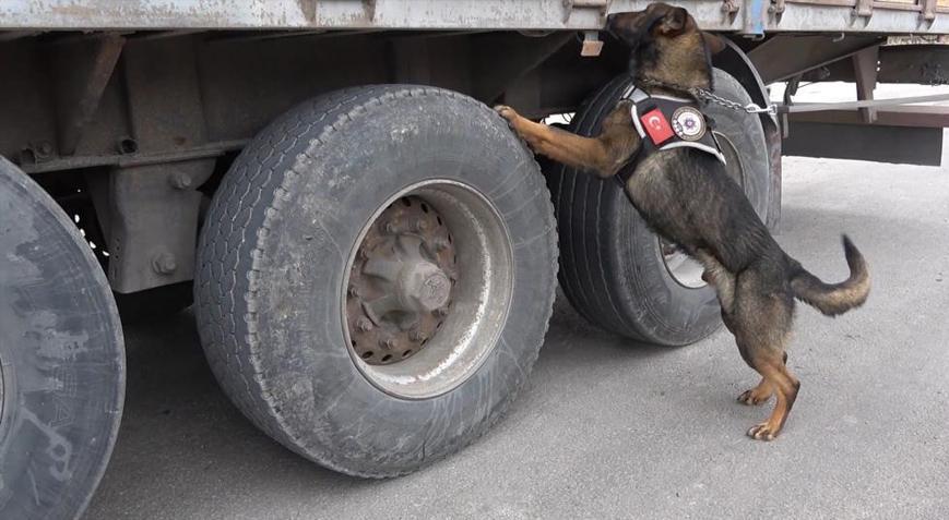 43 ilin geçiş noktasında ele geçirildi! 60,5 kilogram ‘skunk’ yakalandı