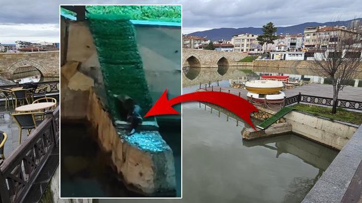 Irmakta gördü, ornitorenk sandı! Gerçek ise sonradan anlaşıldı