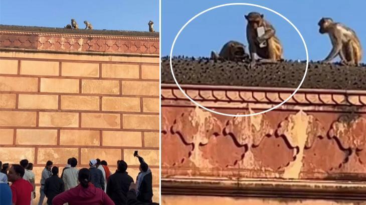 Yankesici maymun kamerada! Pes etmek yerine akıllıca bir ‘pazarlık’ anlaşması yaptı