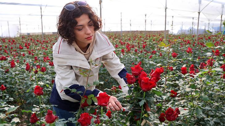 Gül, fiyatıyla üreticileri memnun ediyor
