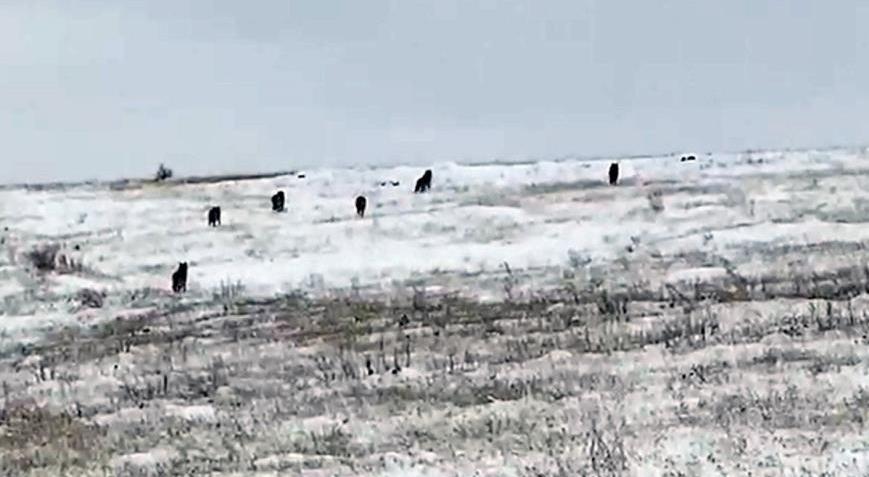 Köye inen kurt sürüsü korku dolu anlar yaşattı