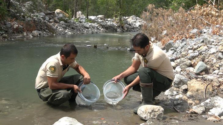3 milyon 700 bin kırmızı benekli alabalık sulara salındı