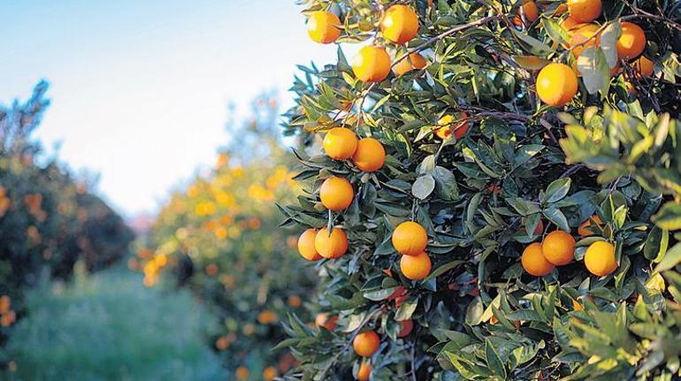 Tarımda rakamlar alt üst oldu! Zeytin, Antep fıstığı ve fındıkta alarm