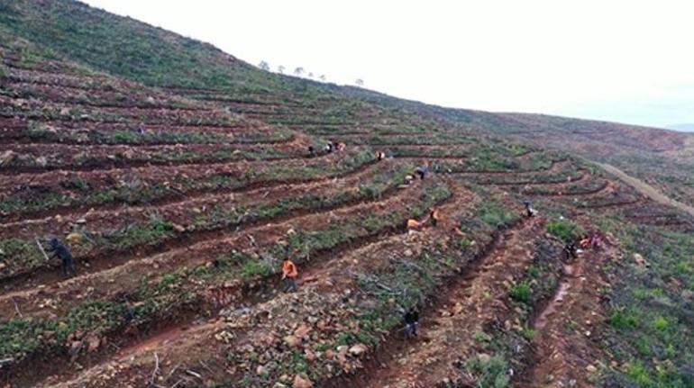 Marmaris'ten güzel haber! Yanan ormanlık alanlar böyle görüldü