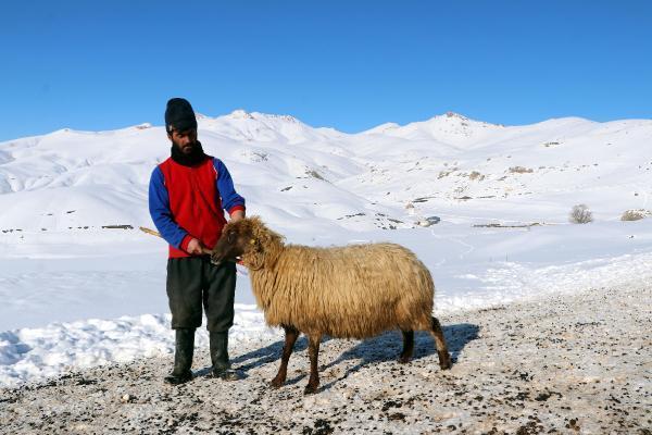 Dünyada sadece Van'da bulunuyor! 'Norduz koyununun neslini kurtardık'