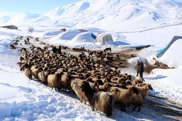 Dünyada sadece Van'da bulunuyor! 'Norduz koyununun neslini kurtardık'