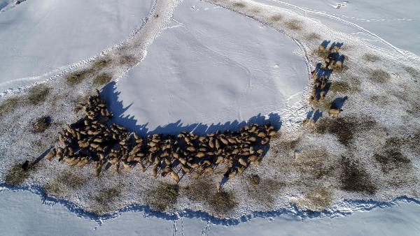 Dünyada sadece Van'da bulunuyor! 'Norduz koyununun neslini kurtardık'