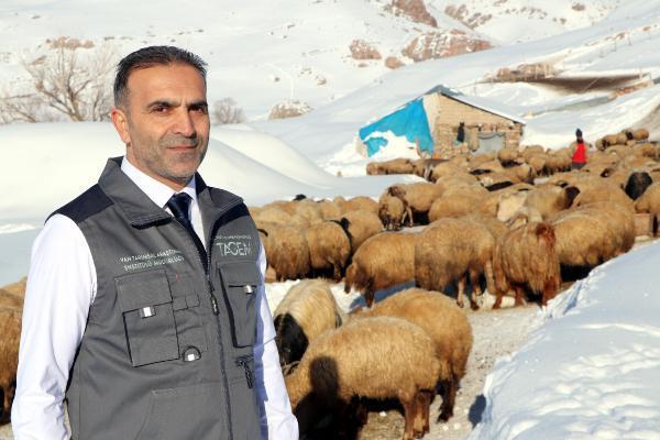 Dünyada sadece Van'da bulunuyor! 'Norduz koyununun neslini kurtardık'