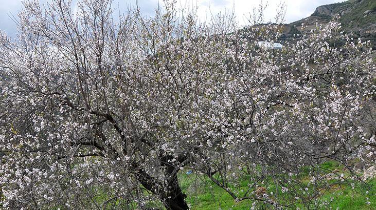 Antalya’da badem ağaçları çiçek açtı