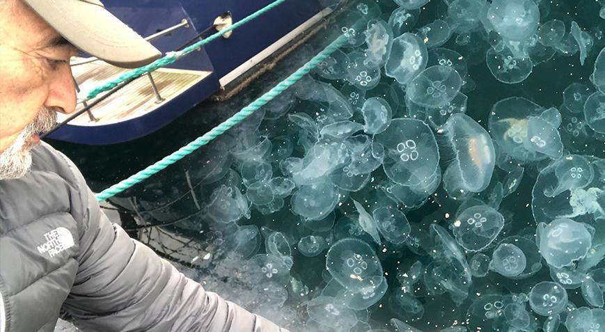 Marmara Denizi’nde korkutan işgali! ‘Deprem kadar tehlikeli’