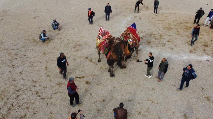 Nazilli Belediye açıkladı! Deve güreşi festivali iptal edildi