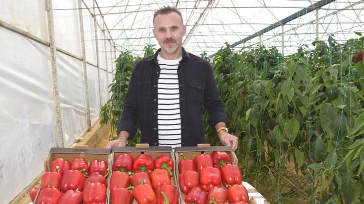 Kaliforniya biber üretiminde kalite arttı