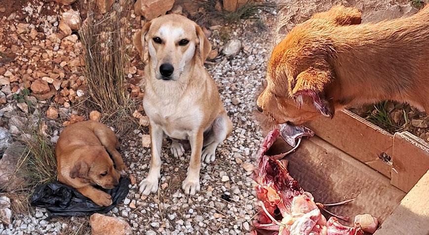 Antalya’da vahşet! 4 yavru köpeğin kulak ve kuyruklarını kestiler
