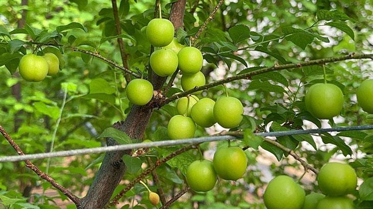 Eriğin ilk hasadını yaptılar! Tanesi 100 liradan satılıyor