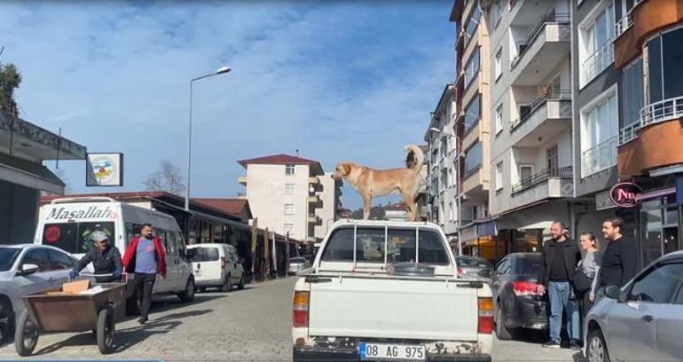 Görenleri şaşırtan manzara! Adrenalin tutkunu köpek olarak tanınıyor