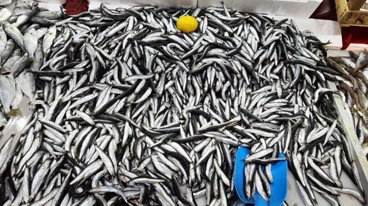 Kocaeli’de 307 balıkçıya 4.5 milyon TL destek