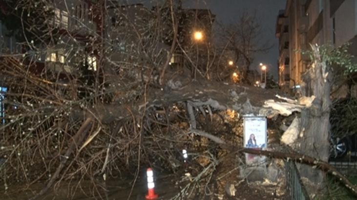 Ankara’da şiddetli rüzgar ağaç devirdi! Yol trafiğe kapandı