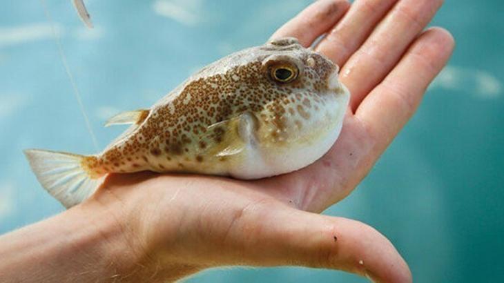 Balon balığını avlayan balıkçılara tane başı destek ödemesi Resmi Gazete’de