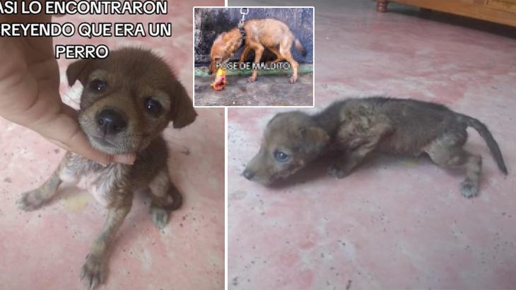 Sevimli sokak köpeği diye sahiplendi, vahşi yırtıcıya dönüştü!