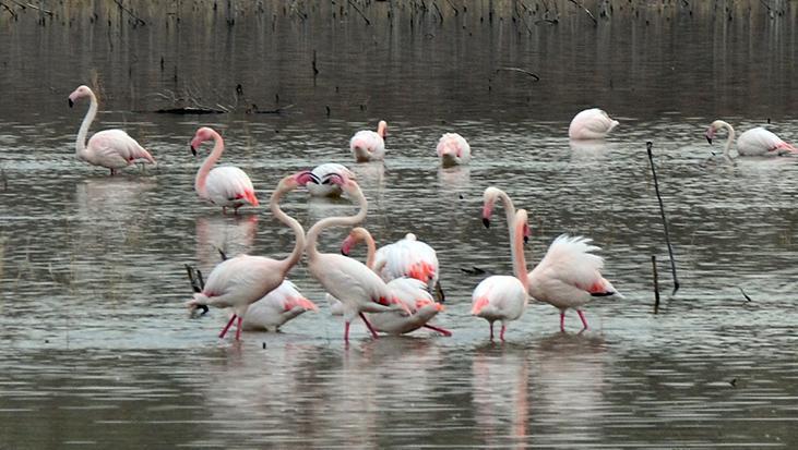 Baharın müjdecisi! Tuz Gölü için bir efsane