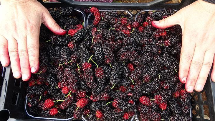 Üreticisinin yüzünü güldüren meyve karadut