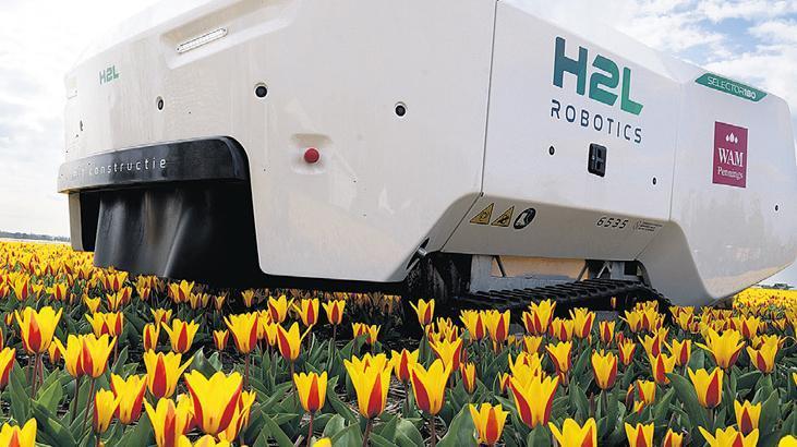 Lale tarlalarında yapay zeka robotu