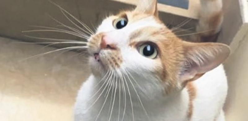 Faruk’u öğretmen 5’inci kattan attı