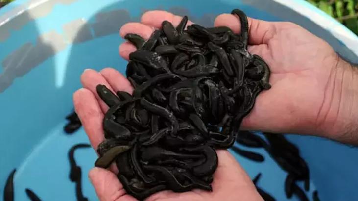 Ülkeye kaçak yollarla getirildi! Tam 100 bin adet tıbbi sülük yakalandı