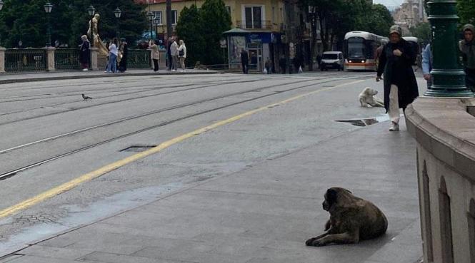 Meteoroloji'den peş peşe uyarılar geliyor! Başkent'i dolu vurdu