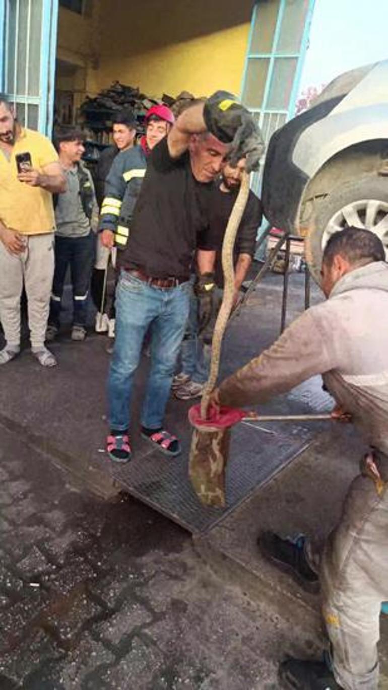 Tamire gelen aracın motorundan yılan çıktı