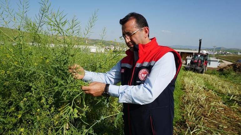 İklim değişikliğiyle mücadelede yeni adım! İlk defa hasadı yapıldı