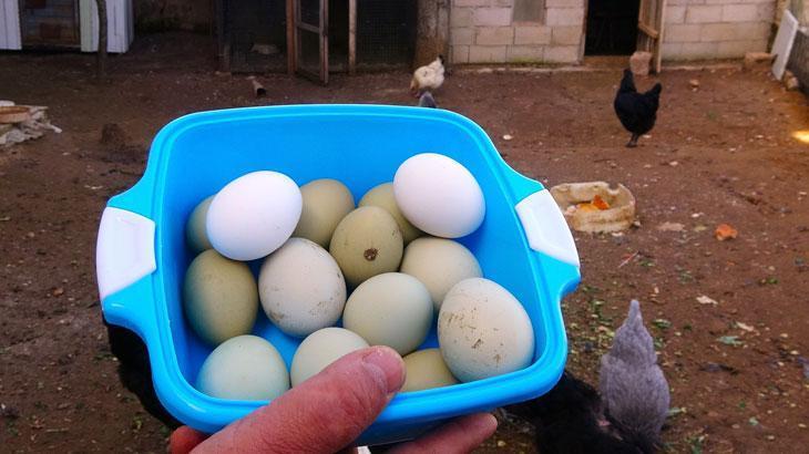 Yeşil yumurtanın tanesi 20 lira!