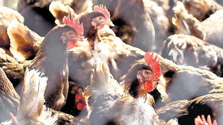 ABD’de kuş gribi alarmı