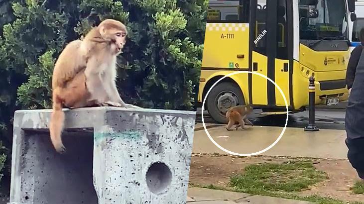 İstanbul’da firari maymun vatandaşlara saldırdı