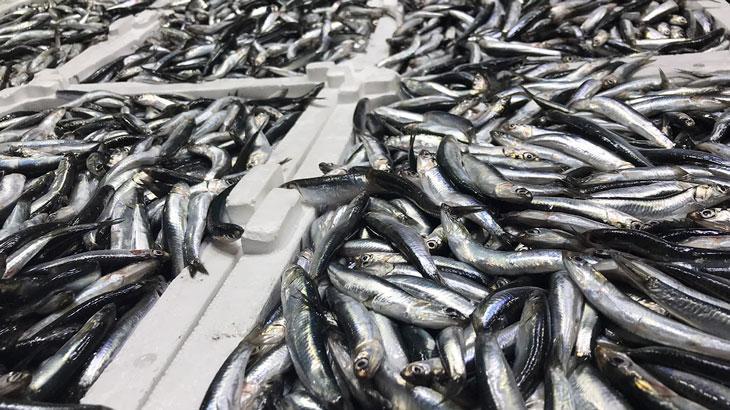 20 ton hamsiye el konuldu