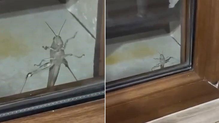 Elazığ’da ‘Çağaboğan’ çekirgesi görüntülendi