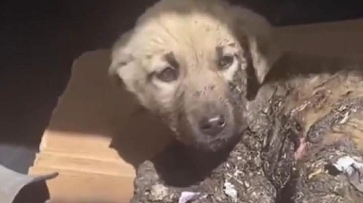 10 yavru köpek zifte bulanmış halde bulundu