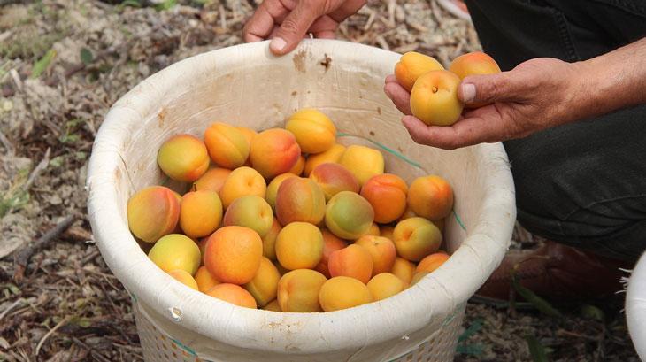 Açık alanda kayısı hasadı başladı