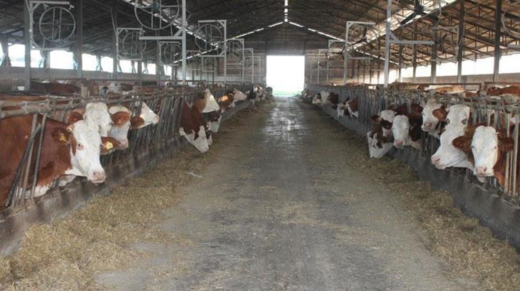 Buzağı ödemeleri başladı