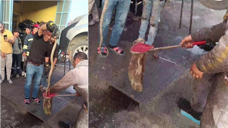 Tamire gelen aracın motorundan yılan çıktı