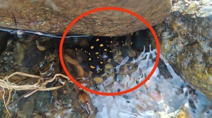 Yağmurlardan sonra ortaya çıkıyor! Neski tehlike altında: Elazığ’da görüntülendi