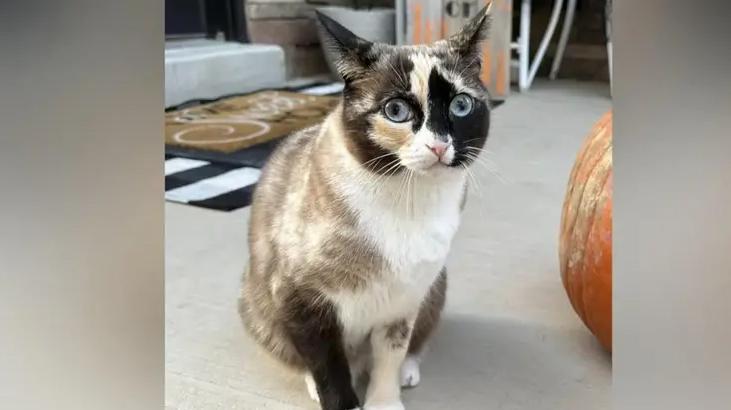 Sahiplerinden habersiz kargo kutusuna atlayan kedi binlerce kilometre seyahat etti