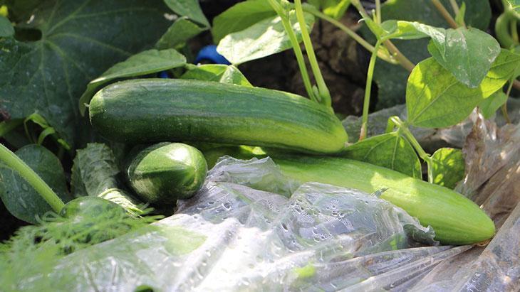 Salatalık hasadı başladı, tarla fiyatı: 30 TL