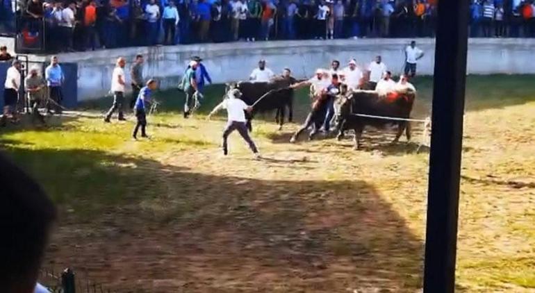 Burası İspanya değil Artvin! Güreştirilen boğa seyircilerin arasına daldı