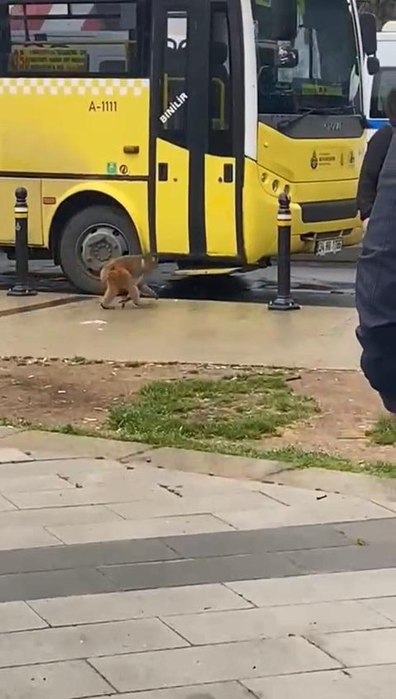 İstanbul'da firari maymun vatandaşlara saldırdı