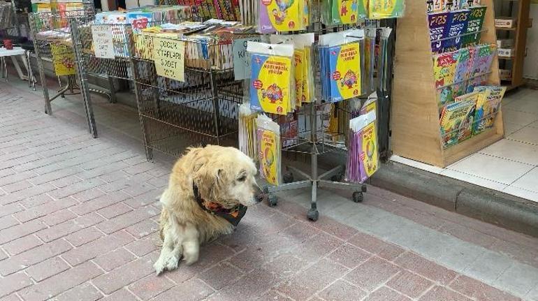 Yavruyken otomobilin çarpıp felç bıraktığı köpeğe esnaf sahip çıktı