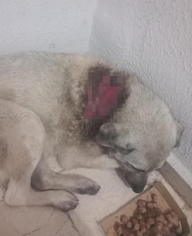 İsyan ettiren olay! Köpeğe kaynar su döküldü