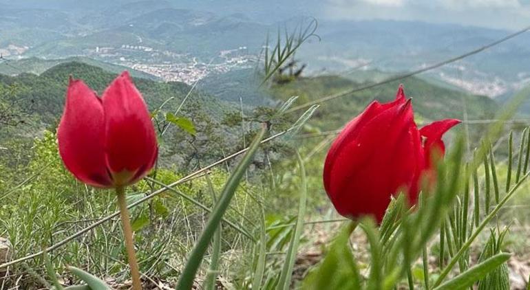 Herkes ilçeye akın ediyor! Sadece Nisan ayında 15 gün ortaya çıkıyor