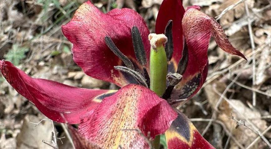 Herkes ilçeye akın ediyor! Sadece Nisan ayında 15 gün ortaya çıkıyor