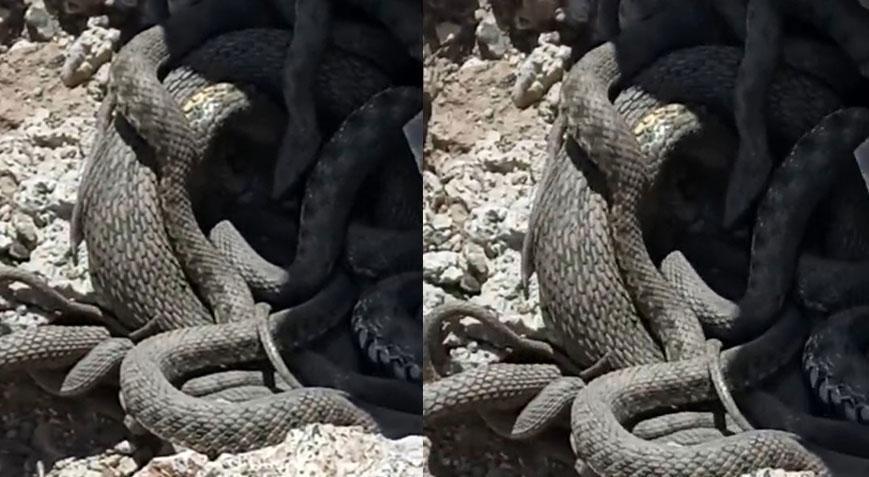Yer: Hakkari! Sürü halinde metrelerce uzunlukta yılanlar köy halkını korkuttu